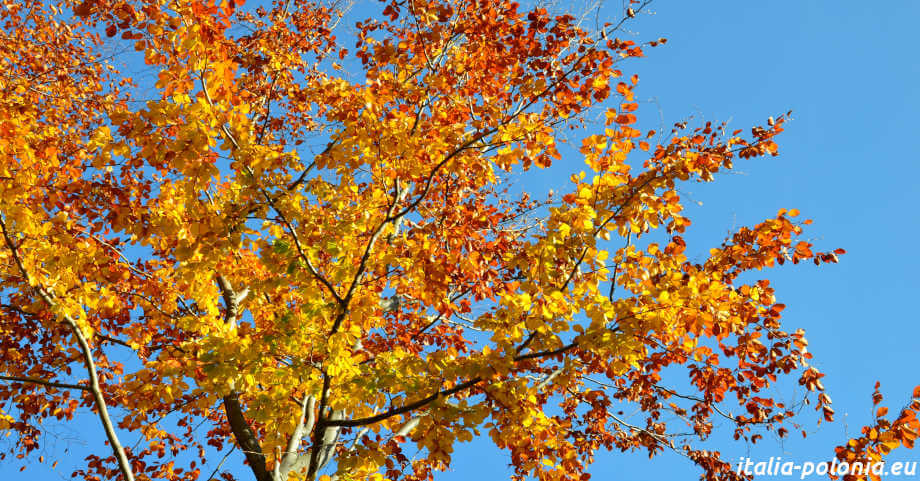 Autunno in Polonia