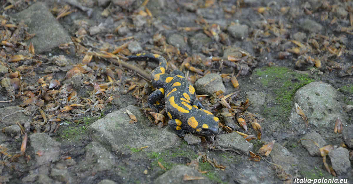 Salamandra comune