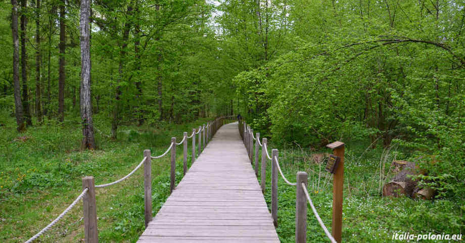 Patrimoni dell'umanità in Polonia. Parco Nazionale di Białowieża