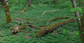 Foreste in Polonia. Un tesoro da proteggere