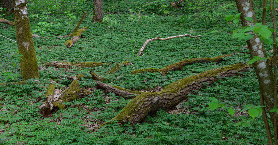 Foreste in Polonia. Un tesoro da proteggere