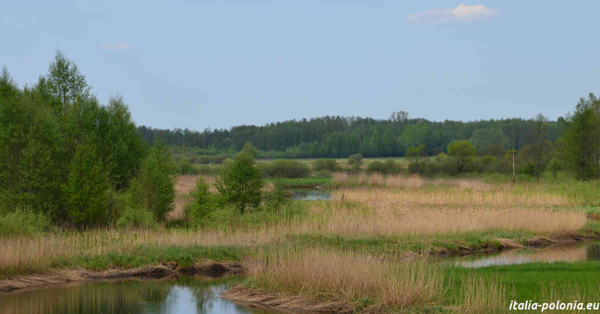 Parco Nazionale del Biebrza - Kamienna Nowa