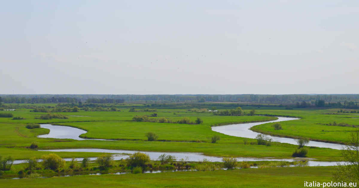 Affluenza del fiume Biebrza nel Narew
