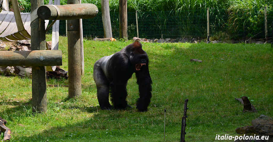 Gorilla allo zoo