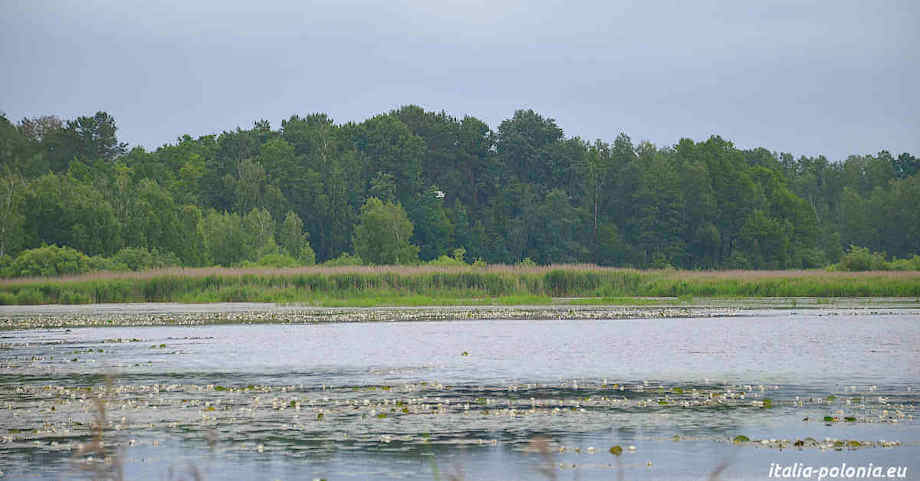 Bosco nel Parco Nazionale del Polesie