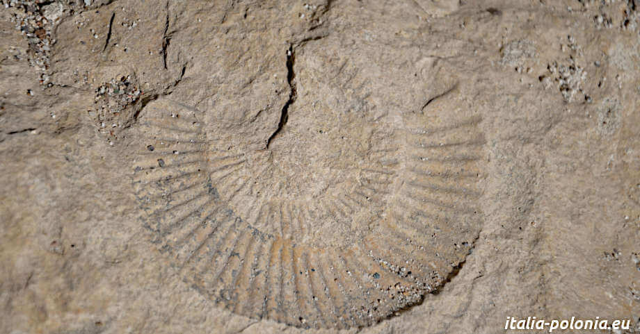 Fossile di ammonite ritrovato nei pressi del castello di Tenczyn